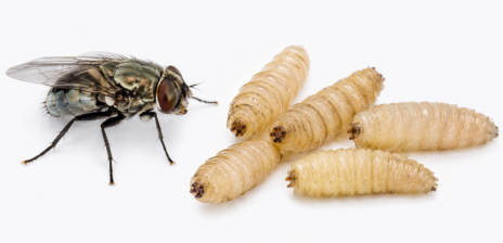 Sterile Fly Supply in Jeopardy as Screwworm Poses Major Risk to Texas Ranchers