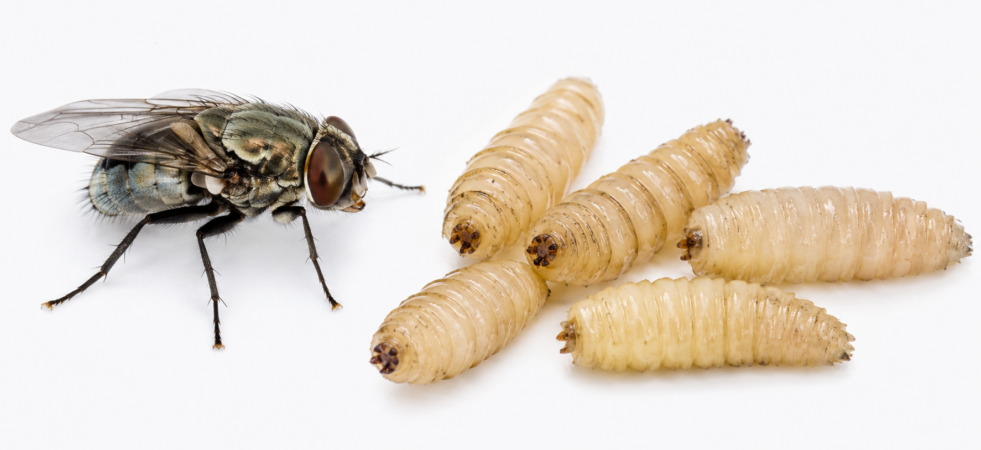 Sterile Fly Supply in Jeopardy as Screwworm Poses Major Risk to Texas Ranchers