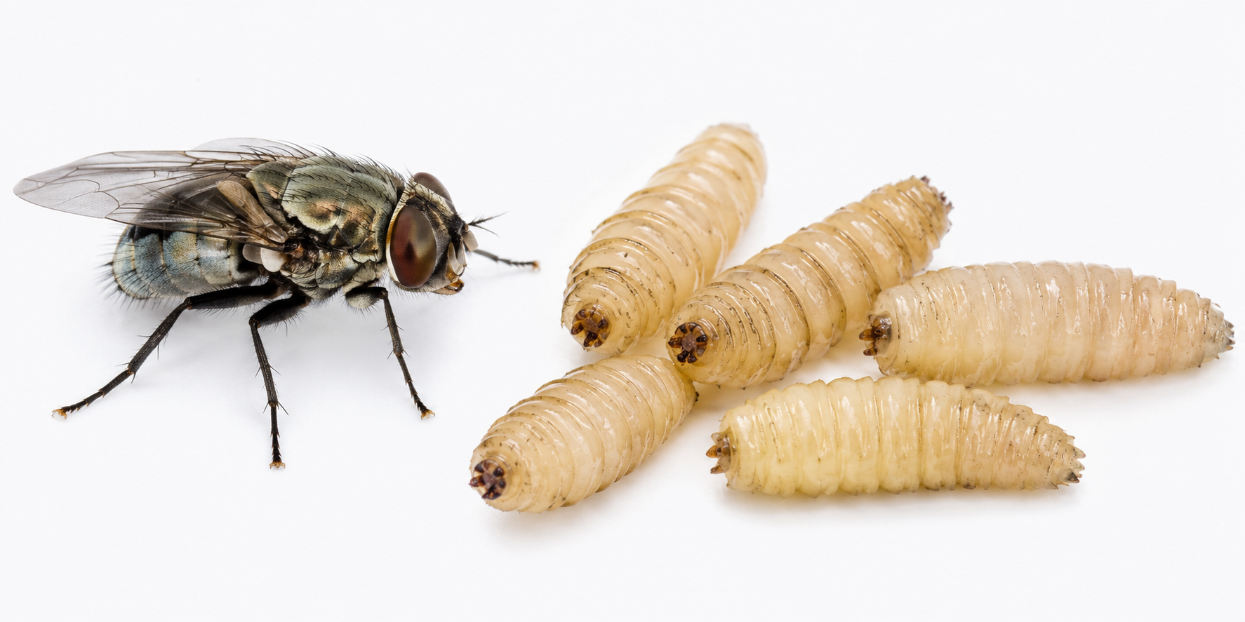 Sterile Fly Supply in Jeopardy as Screwworm Poses Major Risk to Texas Ranchers