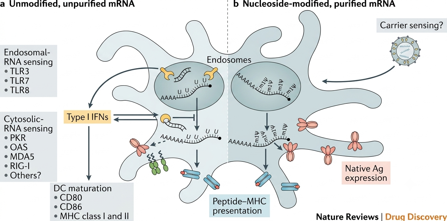Intracellular Recognition Pathways of Unmodified versus Nucleoside-Modified mRNA. in Laboratory on July 6, 2026 at 4:12 AM. © Zenger.News