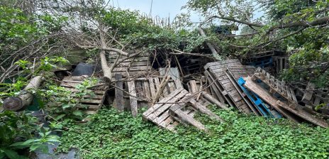 Trump Shares Images of Dumped Pallets and Forest Debris