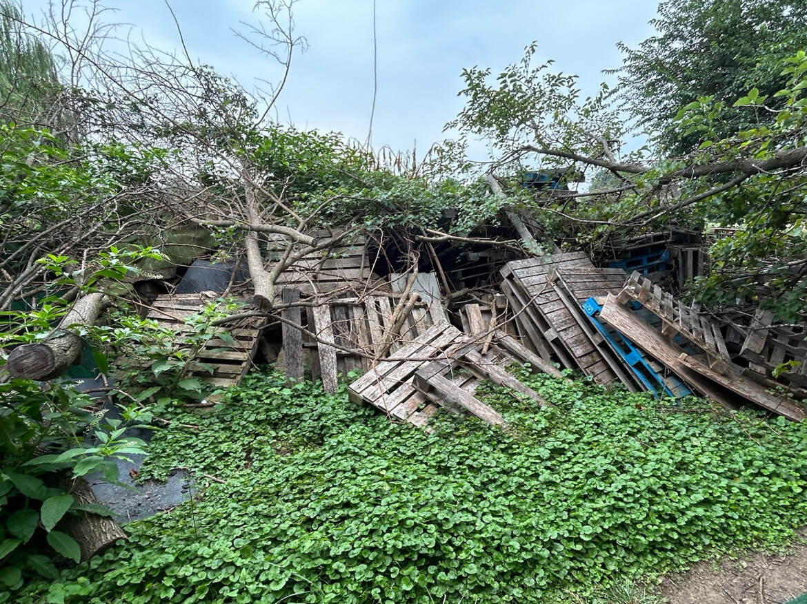 Trump Shares Images of Dumped Pallets and Forest Debris